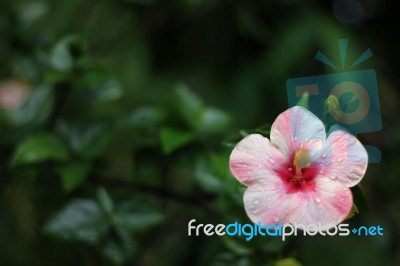 Close Up Of Pink Hibiscus Flower Stock Photo