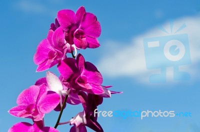 Close-up Of Pink Orchid Flower Stock Photo