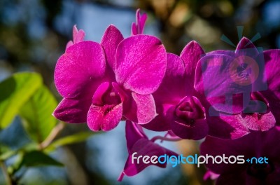 Close-up Of Pink Orchid Flower Stock Photo