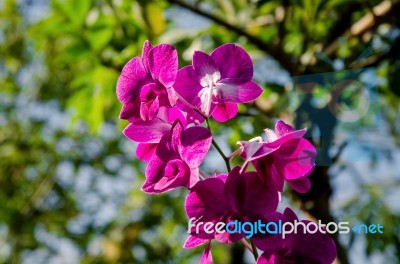 Close-up Of Pink Orchid Flower Stock Photo