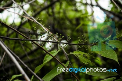 Close Up Of Plant With Green Berries Stock Photo