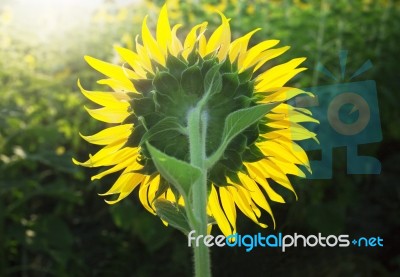 Close Up Of Rear Veiw Sunflowers Blooming Against Morining Light… Stock Photo