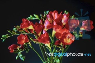 Close-up Of Red And Yellow Freesias (iridaceae) Stock Photo