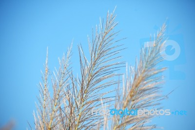 Close Up Of Reeds Grass Against Blue Sky Stock Photo