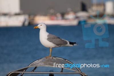 Close Up Of Seagull Stock Photo