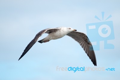 Close Up Of Seagull Flight Stock Photo