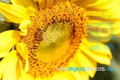 Close Up Of Sunflower And Be Stock Photo