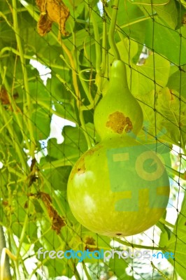 Close Up Of The Calabash Vegetable Stock Photo