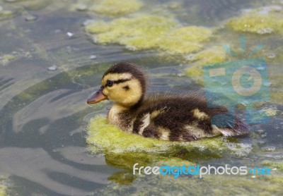 Close-up Of The Cute Young Duck Stock Photo