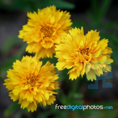 Close-up Of The Kerria Japonica Pleniflora Shrub Stock Photo