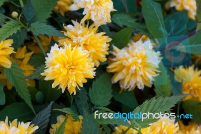 Close-up Of The Kerria Japonica Pleniflora Shrub Stock Photo