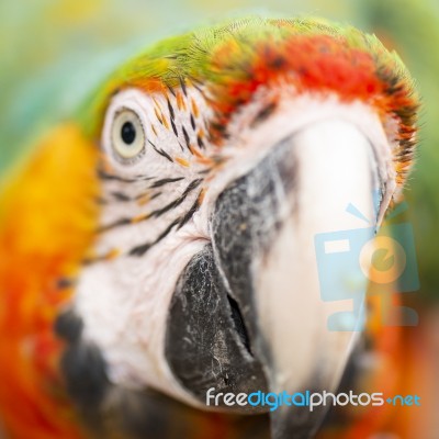 Close Up Of The Macaw Bird Stock Photo