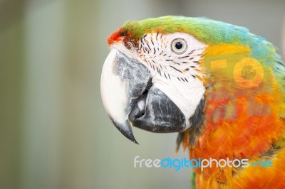 Close Up Of The Macaw Bird Stock Photo