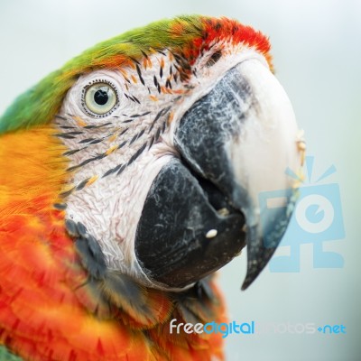 Close Up Of The Macaw Bird Stock Photo