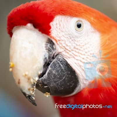 Close Up Of The Macaw Bird Stock Photo