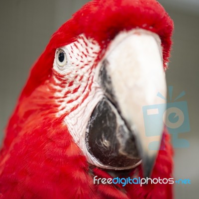 Close Up Of The Macaw Bird Stock Photo