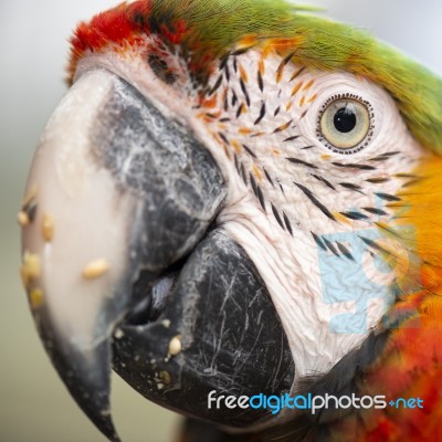 Close Up Of The Macaw Bird Stock Photo