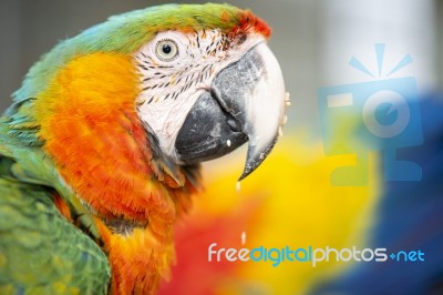 Close Up Of The Macaw Bird Stock Photo