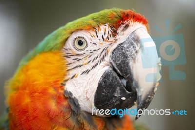 Close Up Of The Macaw Bird Stock Photo