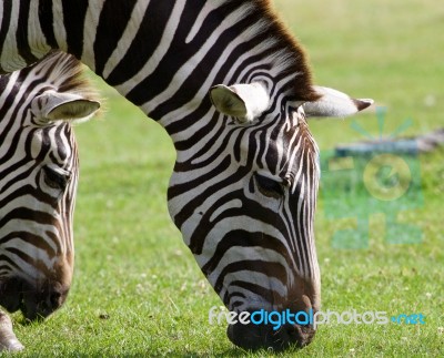 Close-up Of The Zebras Eating The Grass Stock Photo