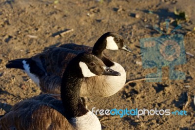 Close-up Of Two Beautiful Young Canada Geese Stock Photo