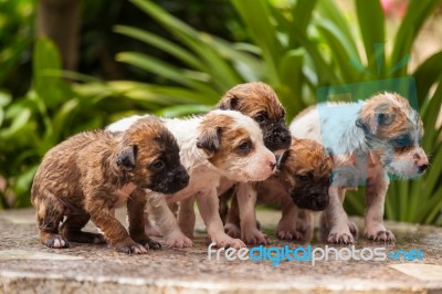 Close Up Of Washing Five Puppy Dog Stock Photo