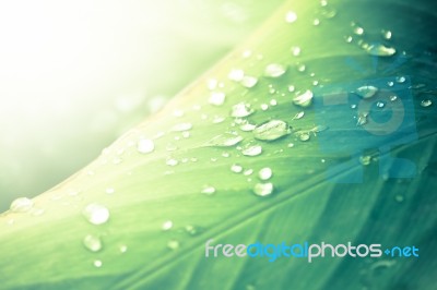 Close Up Of Water Drop On Green Leaf Tree Stock Photo