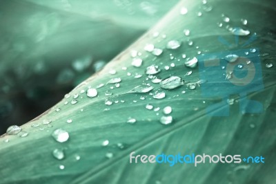 Close Up Of Water Drop On Green Leaf Tree Stock Photo