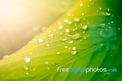 Close Up Of Water Drop On Green Leaf Tree Stock Photo