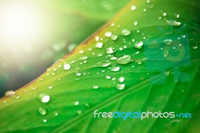 Close Up Of Water Drop On Green Leaf Tree Stock Photo