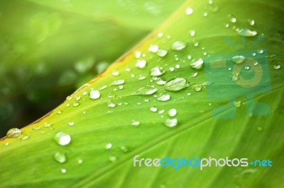 Close Up Of Water Drop On Green Leaf Tree Stock Photo