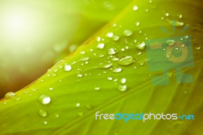 Close Up Of Water Drop On Green Leaf Tree Stock Photo