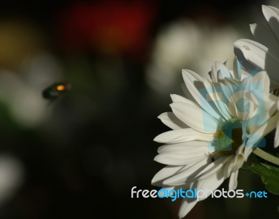 Close Up Of White Daisy Stock Photo