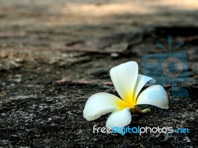 Close Up Of  White Frangipani Flower Stock Photo