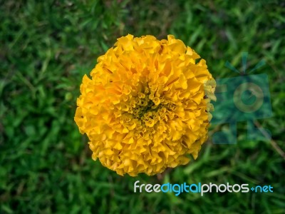 Close-up Of Yellow Flower And Golden Flower Stock Photo