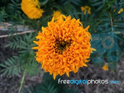 Close-up Of Yellow Flower And Golden Flower Stock Photo