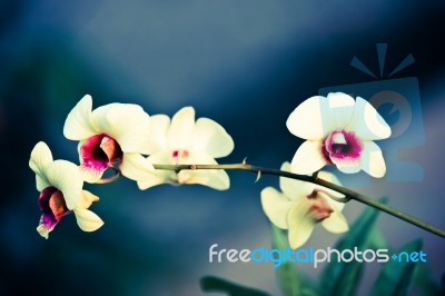 Close Up Of Yellow Orchids Flower Stock Photo