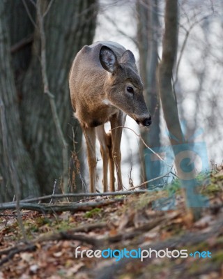 Close-up Of Young Deer In The Forest Stock Photo