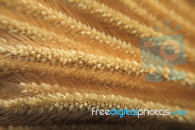 Close Up On Barley Rice Stock Photo