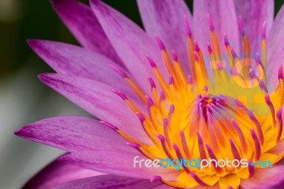 Close Up On Pink Water Lily Stock Photo