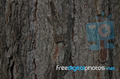 Close Up On Tree Trunk Stock Photo