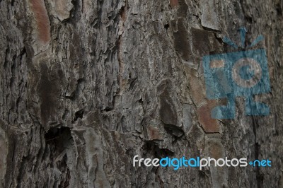 Close Up On Tree Trunk Stock Photo