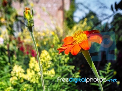 Close Up Orange Zinnia Flower Stock Photo