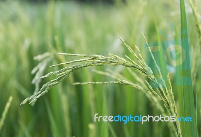 Close Up Paddy Field Stock Photo