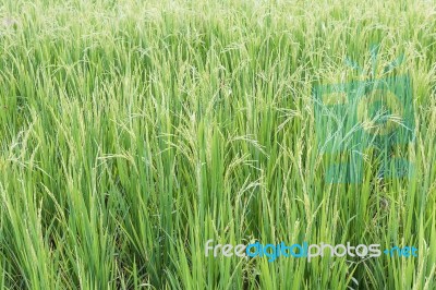 Close Up Paddy Field Stock Photo