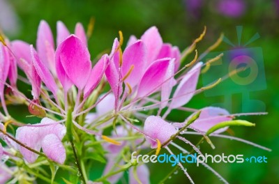 Close Up Pink Cleome Flowers Filled With Dew Drops Stock Photo