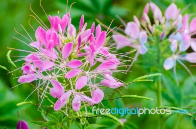 Close Up Pink Cleome Flowers Filled With Dew Drops Stock Photo