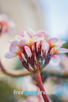 Close Up Pink Plumeria Flower (frangipani) Stock Photo