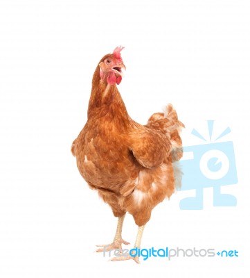 Close Up Portrait Full Body Of Brown Female Eggs Hen Standing Show Beautiful Plumage,feather Isolated White Background Use For Livestock And Farm Animals Theme Stock Photo