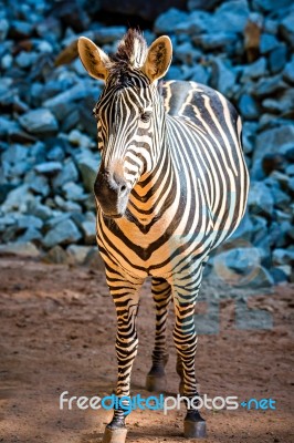 Close-up Portrait Of A Zebra Animal At Zoo Stock Photo